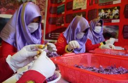 سهم زنان هرات در تولید طلای سرخ