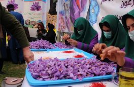 سهم ۸۰ درصدی زنان در پروسس طلای سرخ هرات