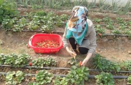نبود بازار فروش؛ چالش اساسی زنان کشاورز