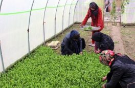 افزایش ۱۵ درصدی سهم زنان در کشاورزی