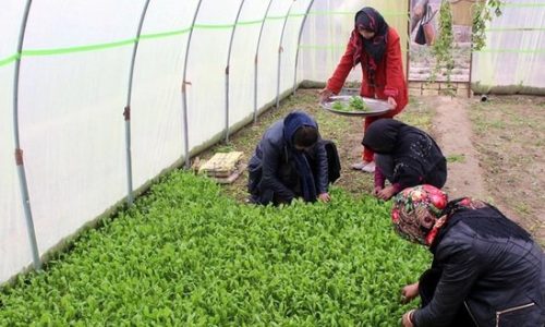 افزایش ۱۵ درصدی سهم زنان در کشاورزی