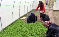 افزایش ۱۵ درصدی سهم زنان در کشاورزی